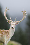 Damwild