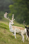 Damwild