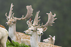 Damwild