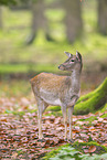 Damwild