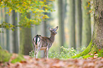 Damwild