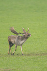 Damwild
