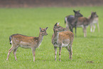 Damwild