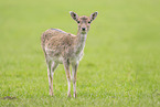 Damwild