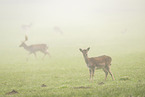 Damwild