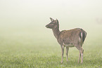Damwild