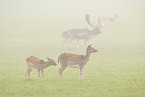 Damwild