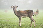 Damwild