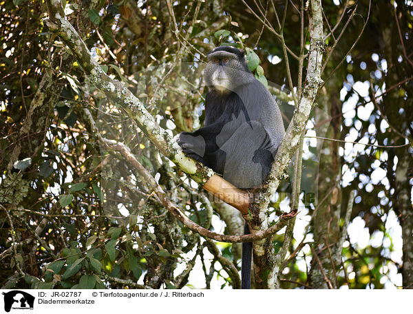 Diademmeerkatze / blue monkey / JR-02787
