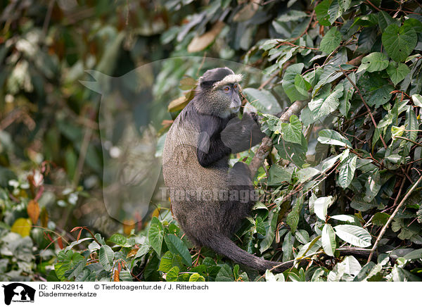 Diademmeerkatze / blue monkey / JR-02914