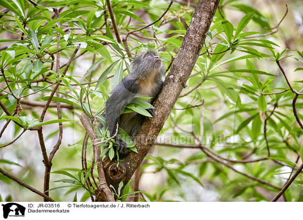 Diademmeerkatze / blue monkey / JR-03516