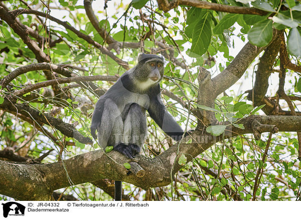 Diademmeerkatze / Blue Monkey / JR-04332