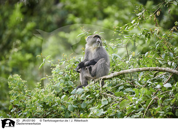 Diademmeerkatze / blue monkey / JR-05190