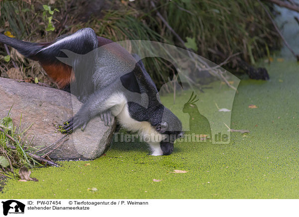 stehender Dianameerkatze / PW-07454