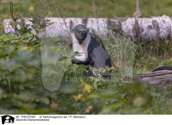 sitzende Dianameerkatze / sitting Diana guenon / PW-07456