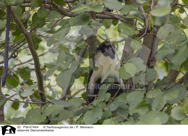 sitzende Dianameerkatze / sitting Diana guenon / PW-07464