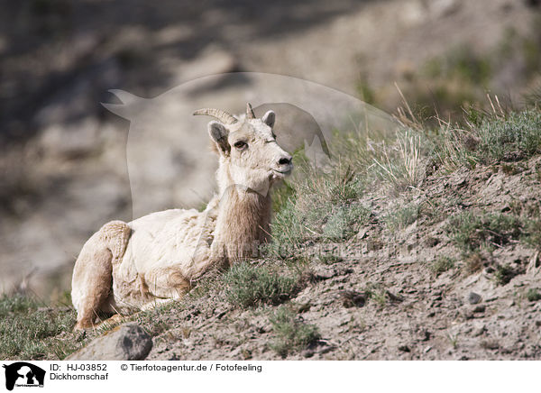 Dickhornschaf / bighorn sheep / HJ-03852