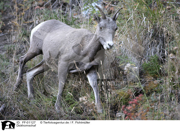 Dickhornschaf / bighorn sheep / FF-01127