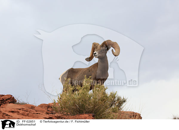 Dickhornschaf / bighorn sheep / FF-02851