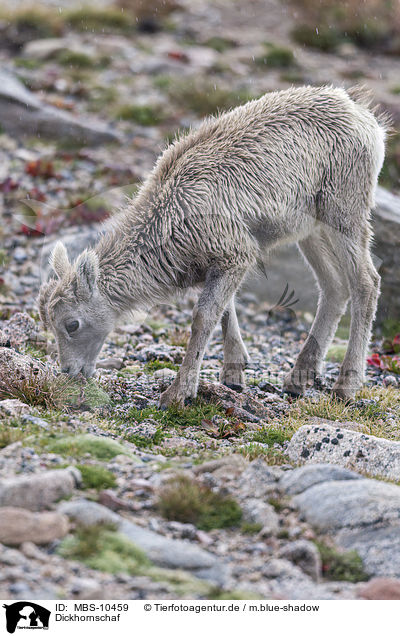 Dickhornschaf / bighorn sheep / MBS-10459