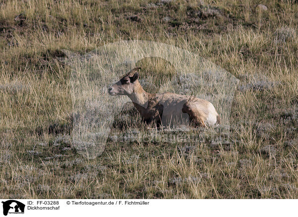 Dickhornschaf / bighorn sheep / FF-03288