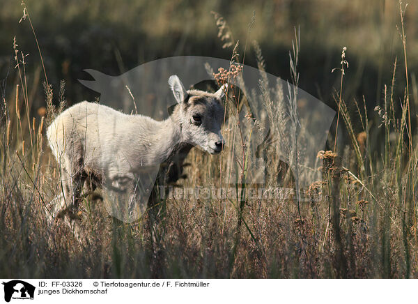 junges Dickhornschaf / FF-03326