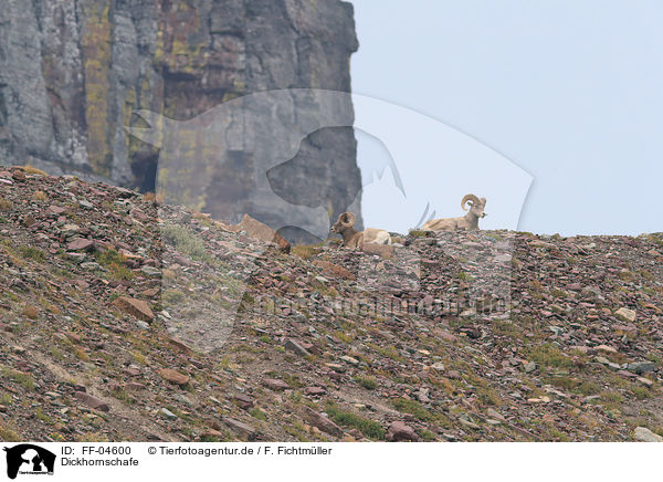 Dickhornschafe / bighorn sheeps / FF-04600