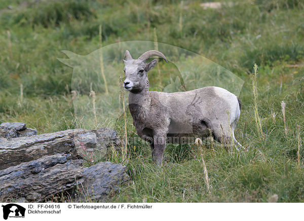 Dickhornschaf / bighorn sheep / FF-04616