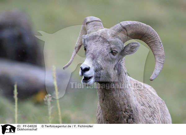 Dickhornschaf / bighorn sheep / FF-04628