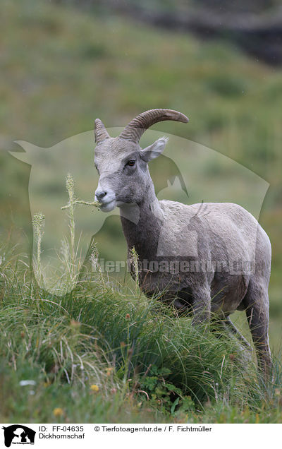Dickhornschaf / bighorn sheep / FF-04635