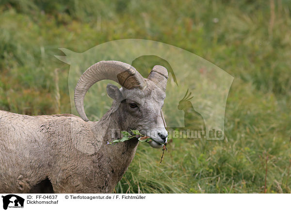 Dickhornschaf / bighorn sheep / FF-04637
