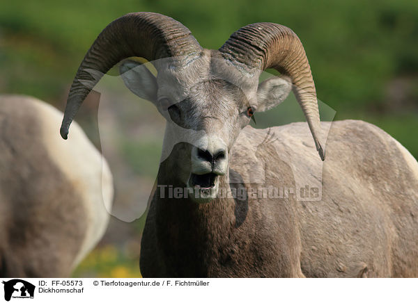 Dickhornschaf / bighorn sheep / FF-05573