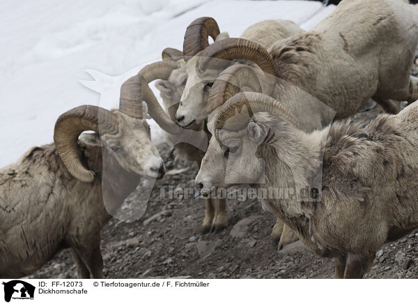 Dickhornschafe / bighorn sheeps / FF-12073