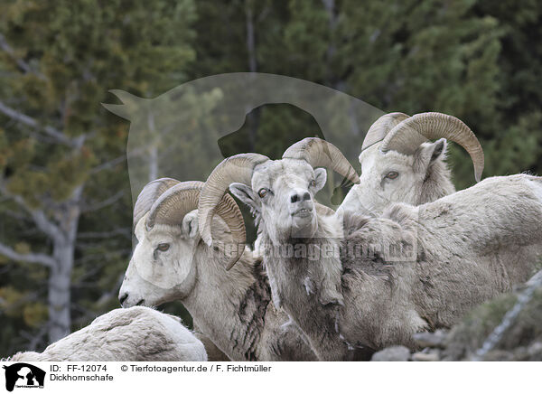 Dickhornschafe / bighorn sheeps / FF-12074