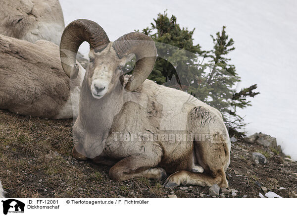 Dickhornschaf / bighorn sheep / FF-12081