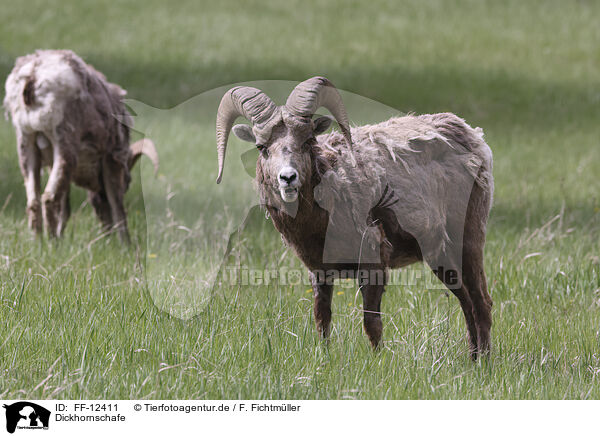 Dickhornschafe / bighorn sheeps / FF-12411