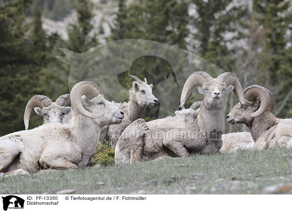 Dickhornschaf / bighorn sheep / FF-13350