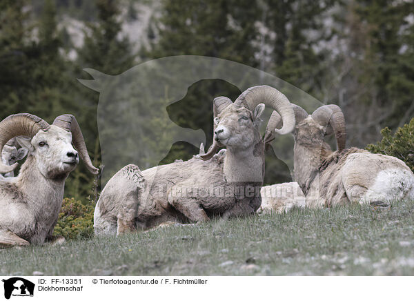 Dickhornschaf / bighorn sheep / FF-13351