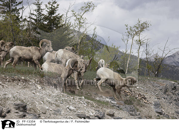 Dickhornschaf / bighorn sheep / FF-13354