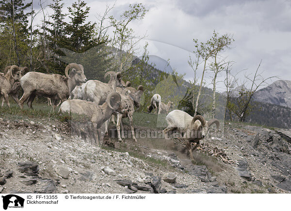 Dickhornschaf / bighorn sheep / FF-13355