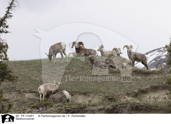 Dickhornschaf / bighorn sheep / FF-13361
