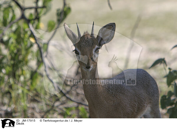 Dikdik / Dikdik / JM-17915