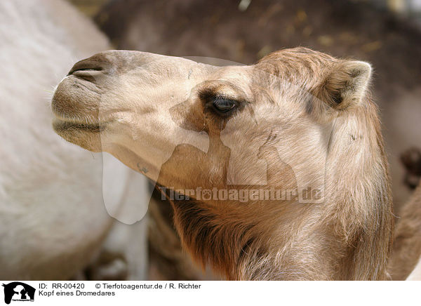 Kopf eines Dromedares / Dromedary head / RR-00420