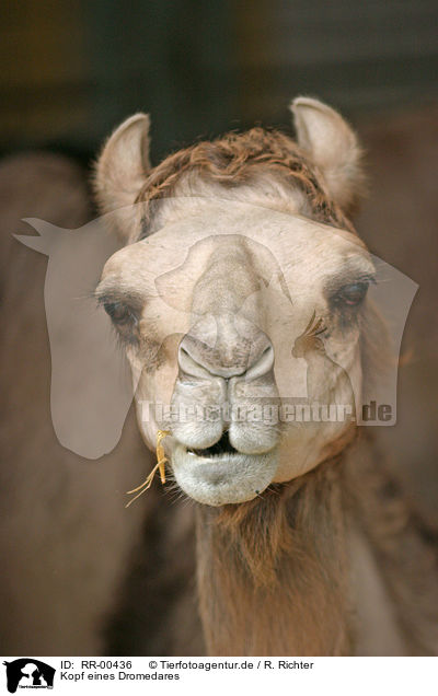 Kopf eines Dromedares / Dromedary head / RR-00436