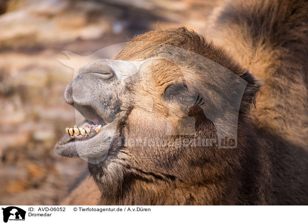 Dromedar / Arabian camel / AVD-06052