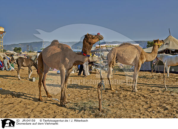 Dromedare auf dem Viehmarkt / Dromedary Camel on the animal market / JR-04159