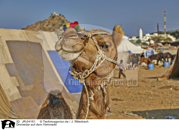 Dromedar auf dem Viehmarkt / Dromedary Camel on the animal market / JR-04161