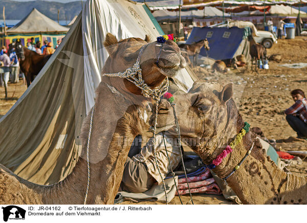 Dromedare auf dem Viehmarkt / Dromedary Camel on the animal market / JR-04162