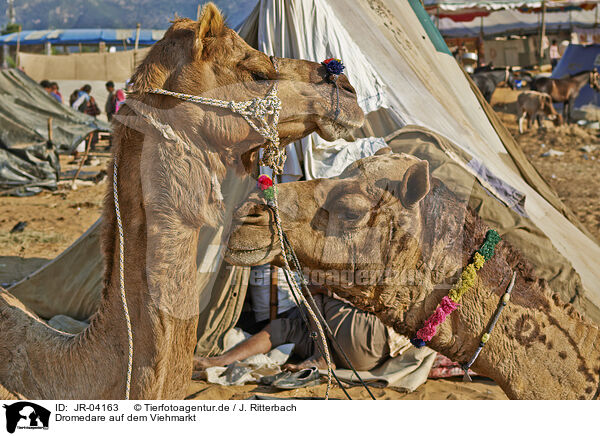 Dromedare auf dem Viehmarkt / Dromedary Camel on the animal market / JR-04163