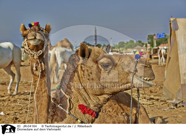 Dromedare auf dem Viehmarkt / Dromedary Camel on the animal market / JR-04164